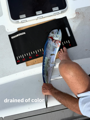 Mahi-mahi (AKA dorado) for dinner!!!
