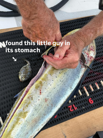 Mahi-mahi (AKA dorado) for dinner!!!