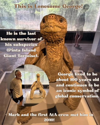 Ten Tortoise Facts in honor of the Galápagos Giant Tortoises!