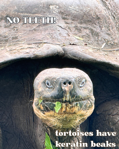 Ten Tortoise Facts in honor of the Galápagos Giant Tortoises!