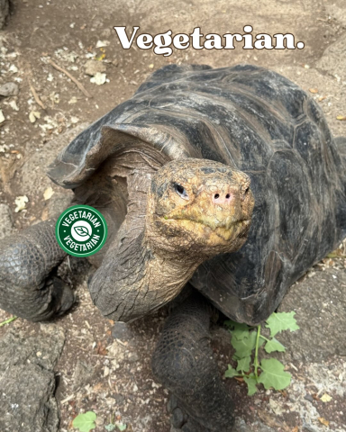 Ten Tortoise Facts in honor of the Galápagos Giant Tortoises!