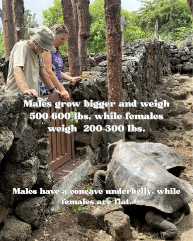 Ten Tortoise Facts in honor of the Galápagos Giant Tortoises!