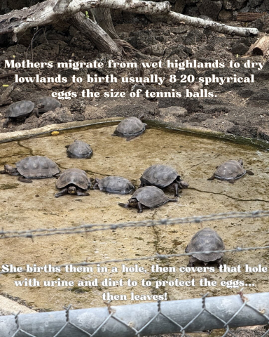 Ten Tortoise Facts in honor of the Galápagos Giant Tortoises!
