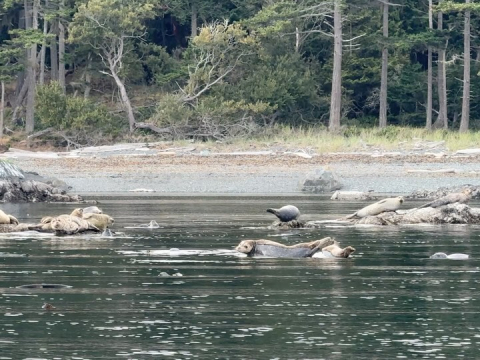 Last weekend, the Around the Americas crew took back to the waters here in the PNW and…