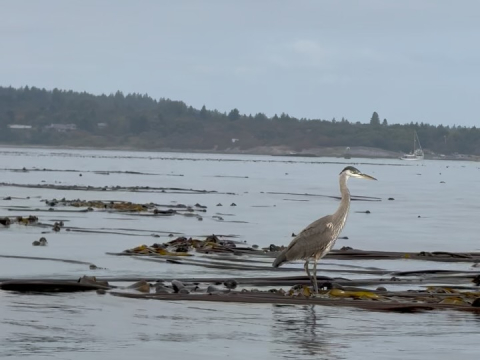 Last weekend, the Around the Americas crew took back to the waters here in the PNW and…