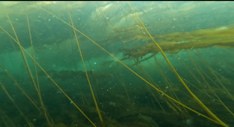Watch our classroom on Bull and Giant kelp with Marine Biologist, Grace Dalton.