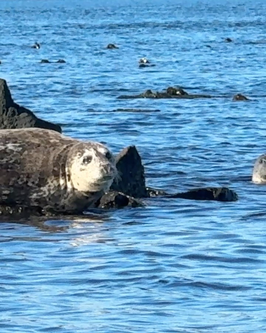 Kelp forests are important and vital habitats in the Salish Sea.