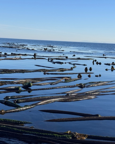 Kelp forests are important and vital habitats in the Salish Sea.