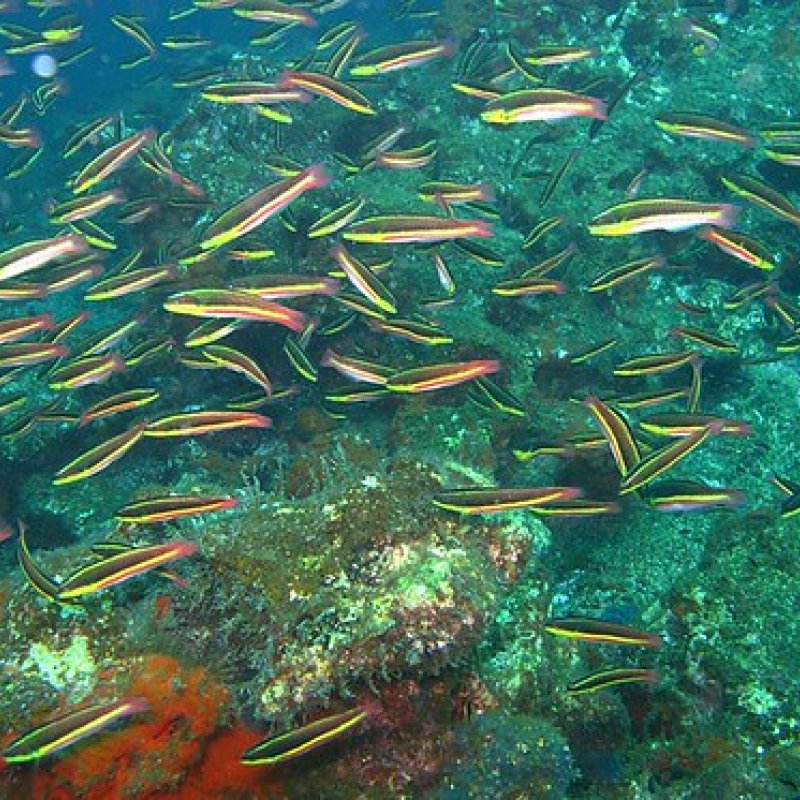 Fish