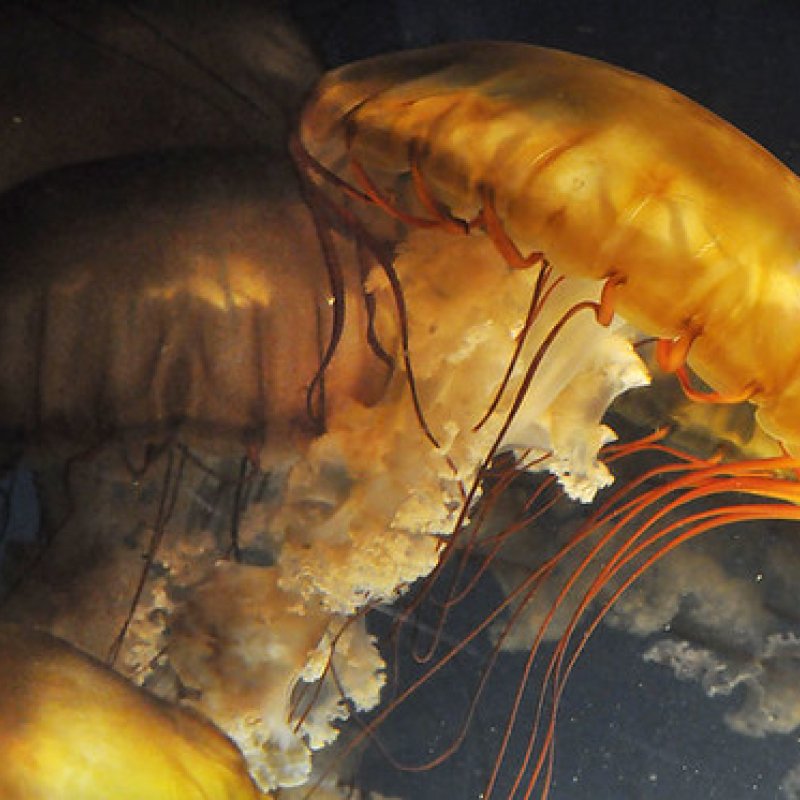 Jelly