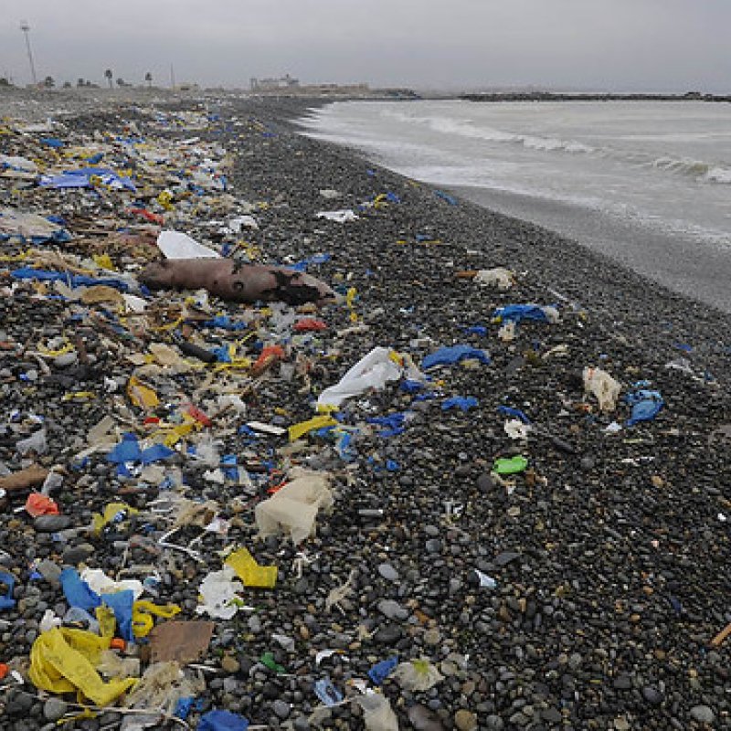 Trash Shoreline 1