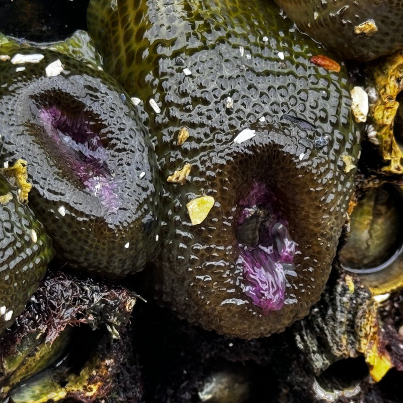 Anemones 
