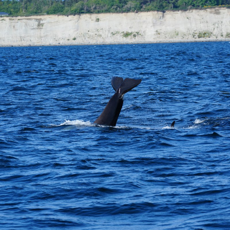 Orcas surround One Ocean