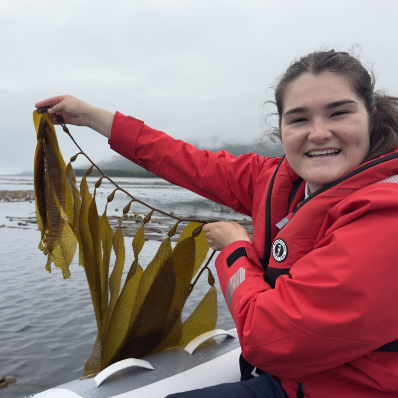 Giant Kelp