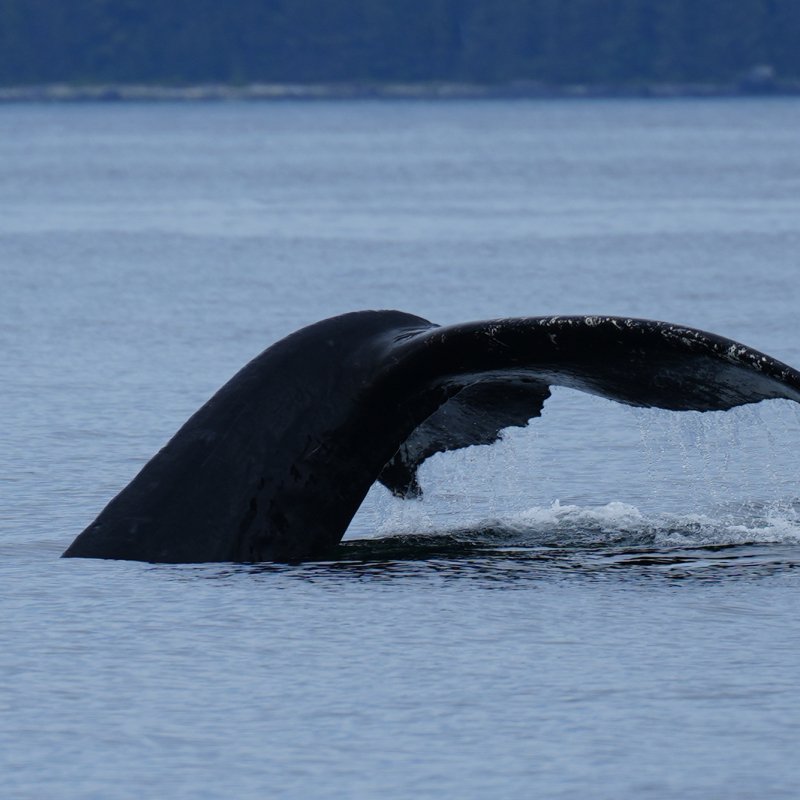 Whale fluke