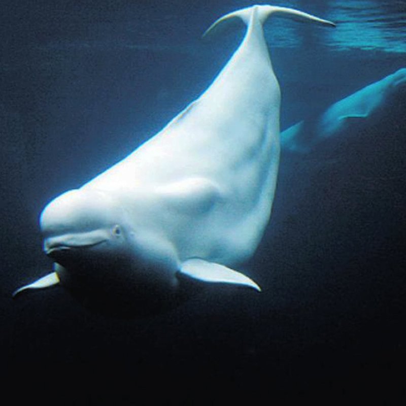 beluga