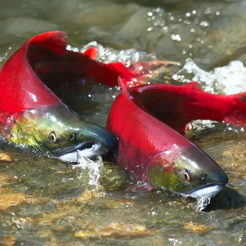 salmon