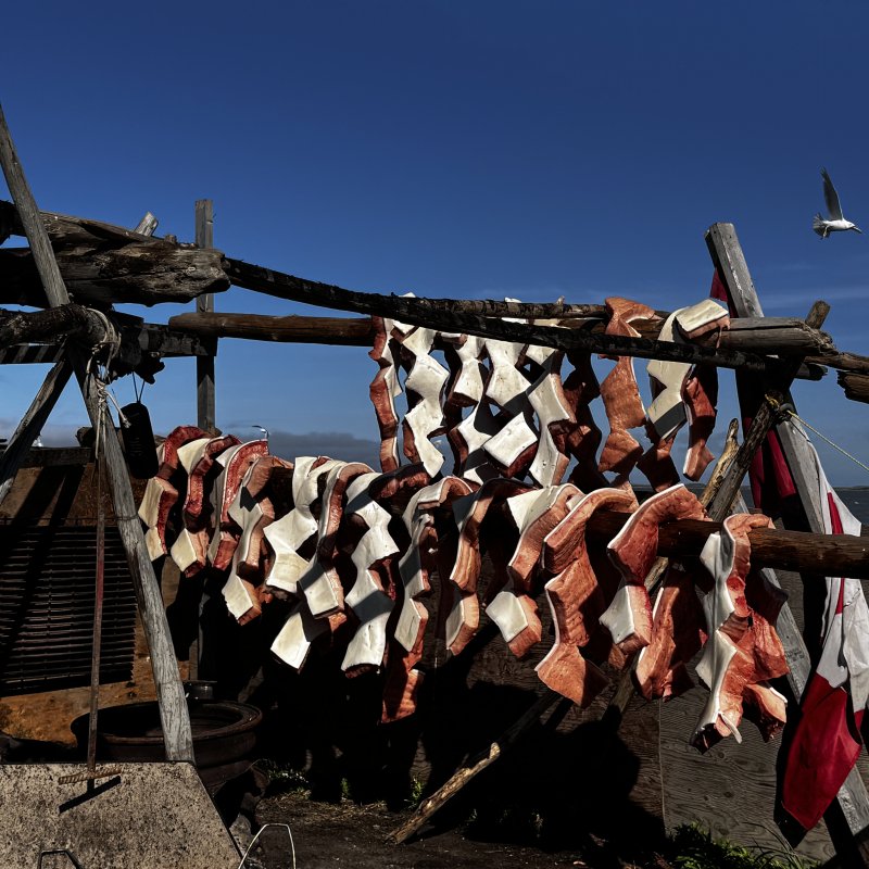 Beluga drying in Tuktoyaktuk