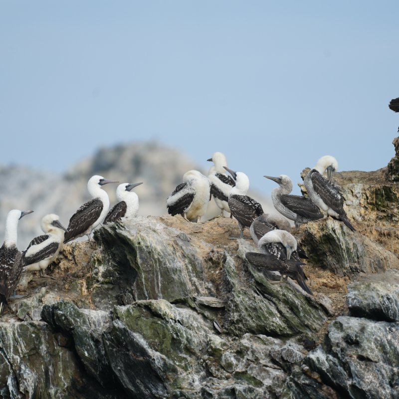 Boobys at Isla Lobos de Afuera