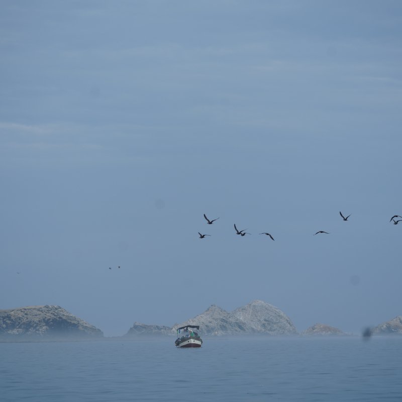 Birds and boat- Isla Lobos de Afuera