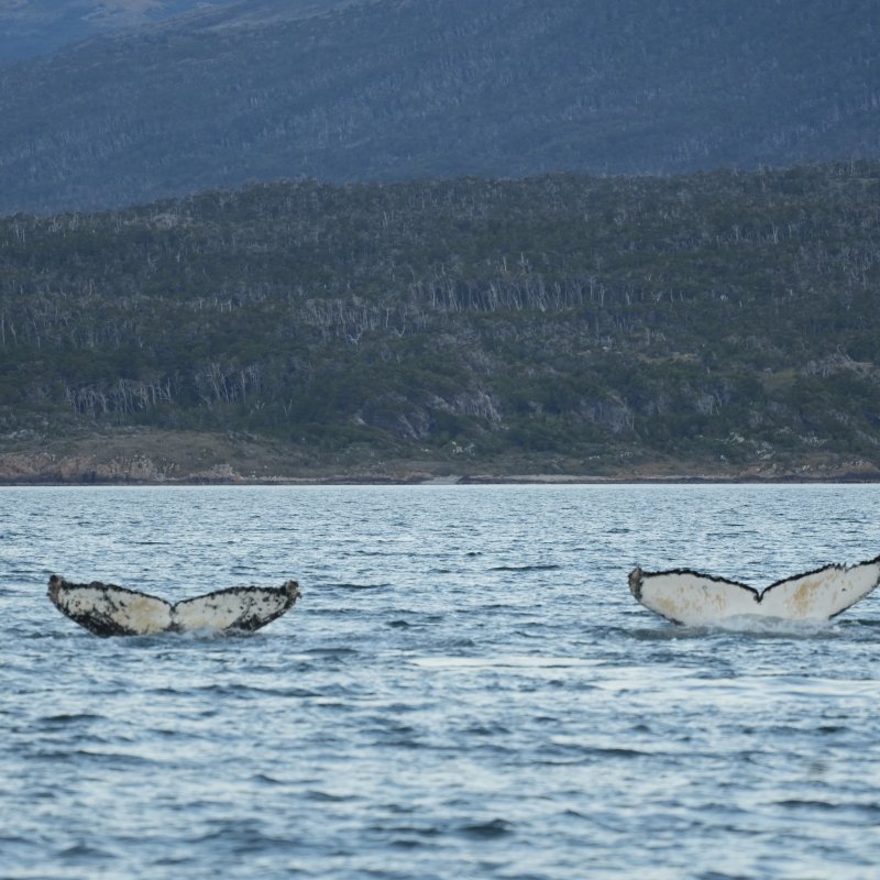 Double humpback whale fluke