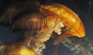 Jelly