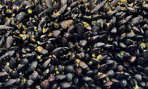 Mussels