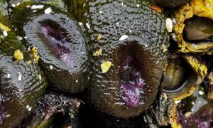 Anemones 