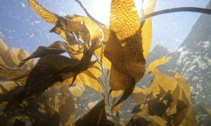 Kelp 2