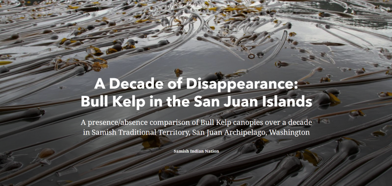Bull Kelp covering the surface of the water with title of article